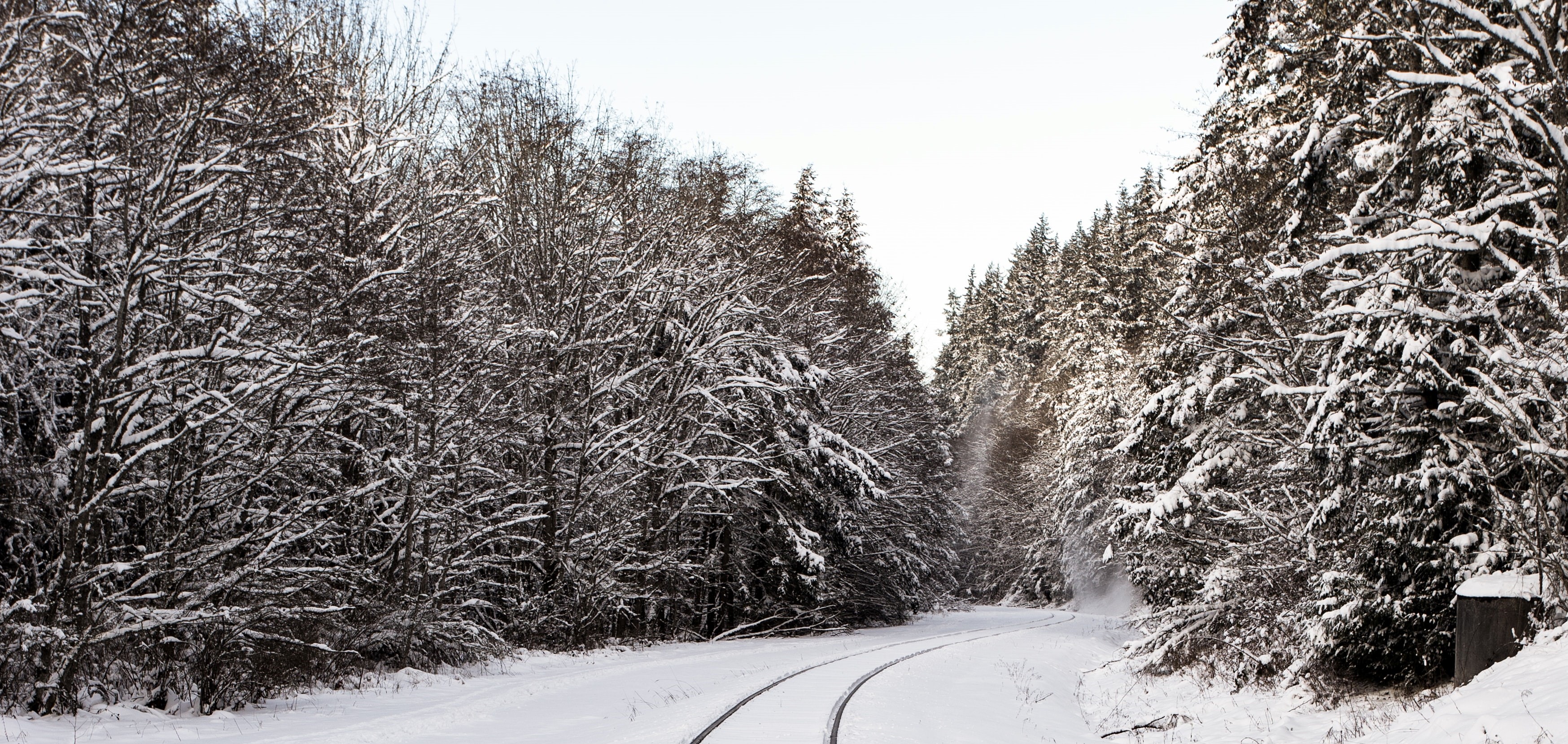 Tågräls mellan snötyngda granar